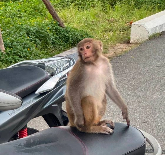 discovering vietnam and all it has to offer, image of a monkey on the back of a motorbike with green grass in the background