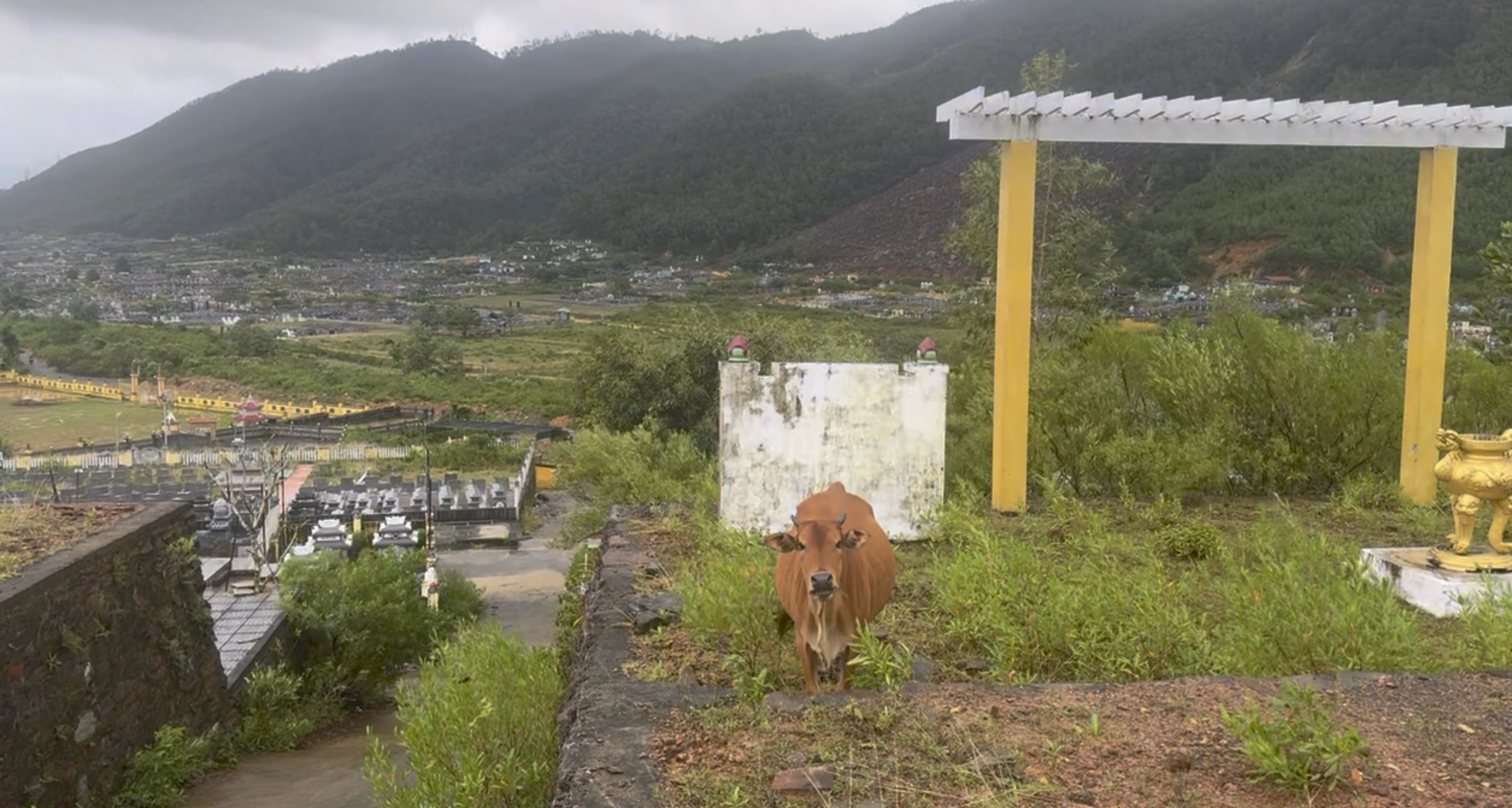 an image of greenery, a cow looking at camera and a large cemetery amonst mountains